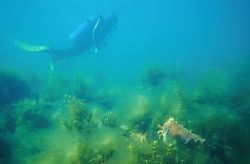Australian Giant Cuttlefish (Sepia apama) observing passi... by Ron Hardman 